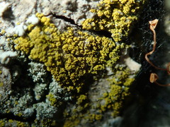 Candelariella xanthostigma