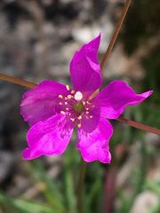 Phemeranthus mengesii
