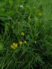 Medicago falcata