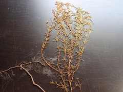 Hypericum brachyphyllum