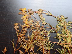 Hypericum brachyphyllum