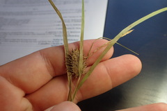 Carex squarrosa