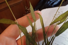 Dichanthelium villosissimum