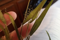 Dichanthelium villosissimum