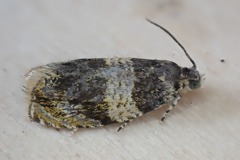 Celypha aurofasciana