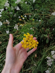 Tanacetum vulgare