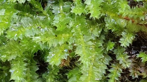 Racopilum cuspidigerum