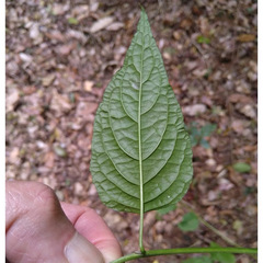 Deeringia amaranthoides
