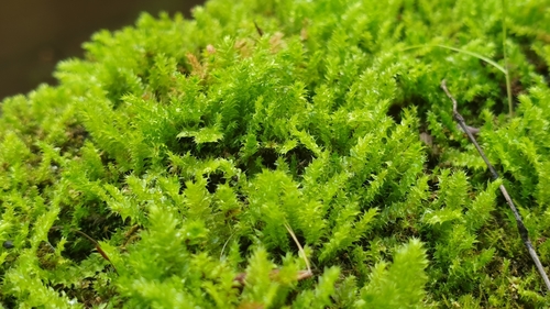 Racopilum cuspidigerum