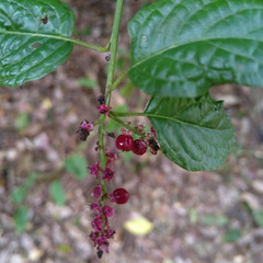 Deeringia amaranthoides