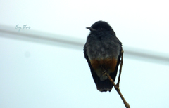Chelidoptera tenebrosa