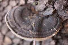 Trametes cingulata