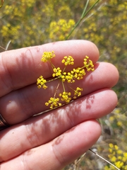 Bupleurum falcatum