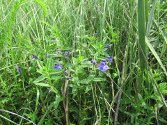Scutellaria scordifolia