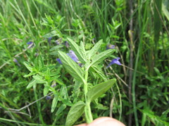 Scutellaria scordifolia