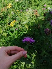 Centaurea jacea