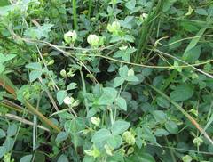 Macrotyloma axillare