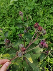 Arctium tomentosum