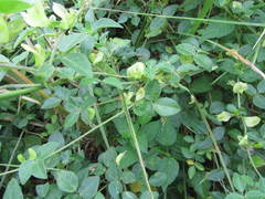 Macrotyloma axillare