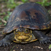 White-lipped Mud Turtle - Photo (c) Camilo Hdo, some rights reserved (CC BY-NC-ND)