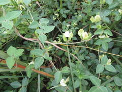 Macrotyloma axillare