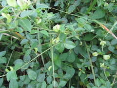 Macrotyloma axillare