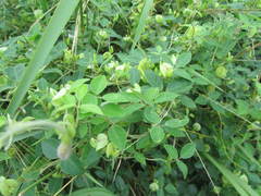 Macrotyloma axillare