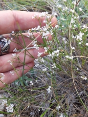 Asperula supina caespitans
