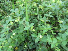 Macrotyloma axillare