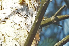 Phoenicurus phoenicurus