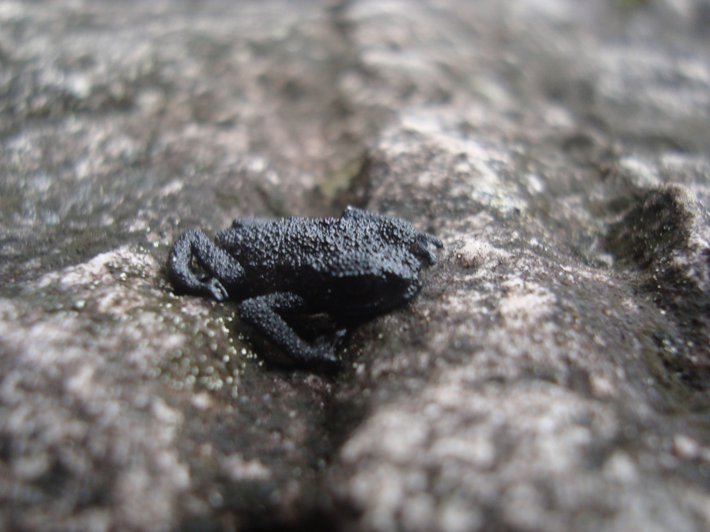 Kukenan Bush Toad