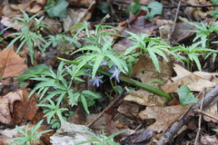 Scilla