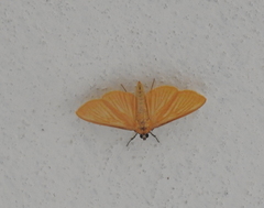Phostria citrinalis