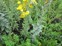 Helichrysum decorum