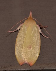 Wingia rectiorella