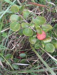 Salacia kraussii