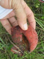 Salacia kraussii