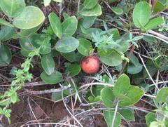 Salacia kraussii