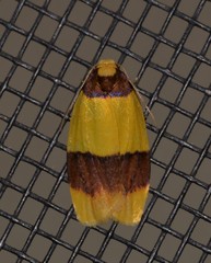 Heterallactis euchrysa