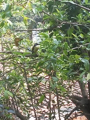 Pitangus sulphuratus