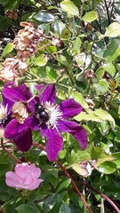 Xylocopa cantabrita