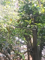 Pitangus sulphuratus