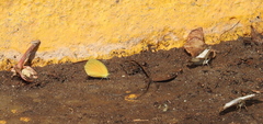 Antigonus emorsa