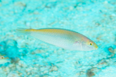 Stethojulis interrupta