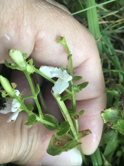Mecardonia acuminata