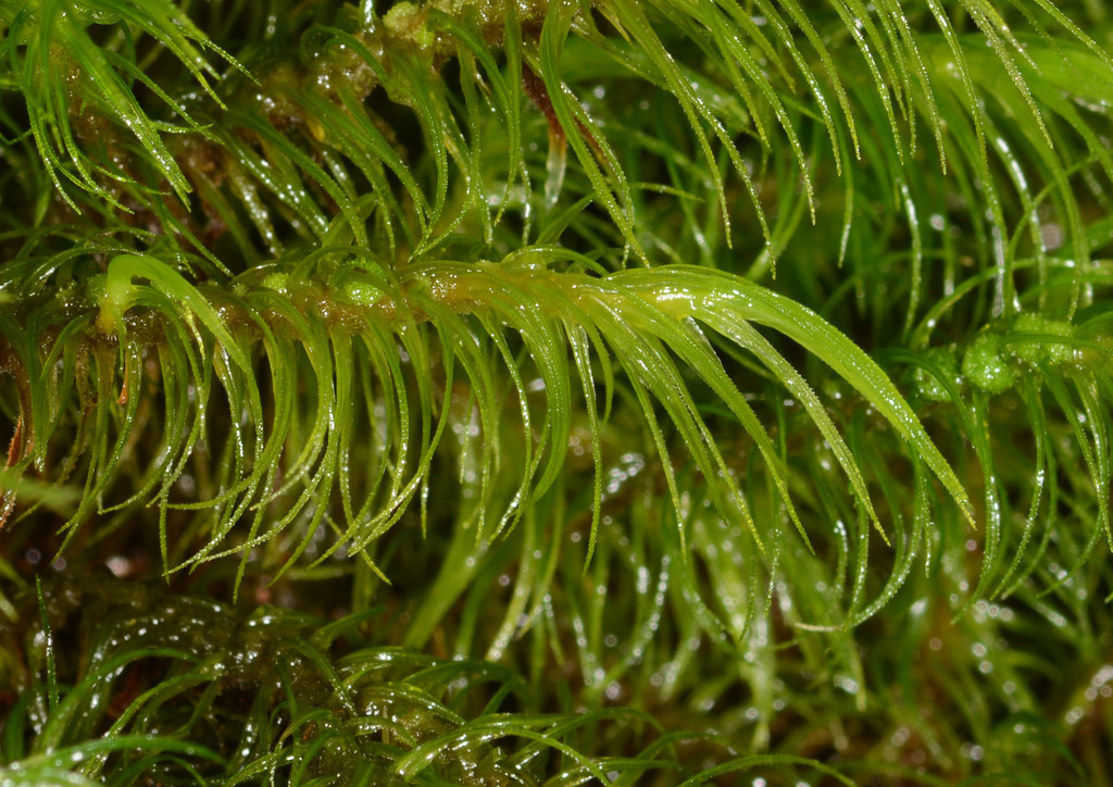 Dicranoloma dicarpum