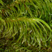 Dicranoloma dicarpum - Photo (c) John Walter, alguns direitos reservados (CC BY-NC), uploaded by John Walter
