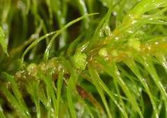 Dicranoloma dicarpum