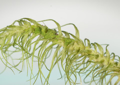 Dicranoloma dicarpum