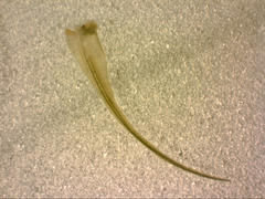 Dicranoloma dicarpum